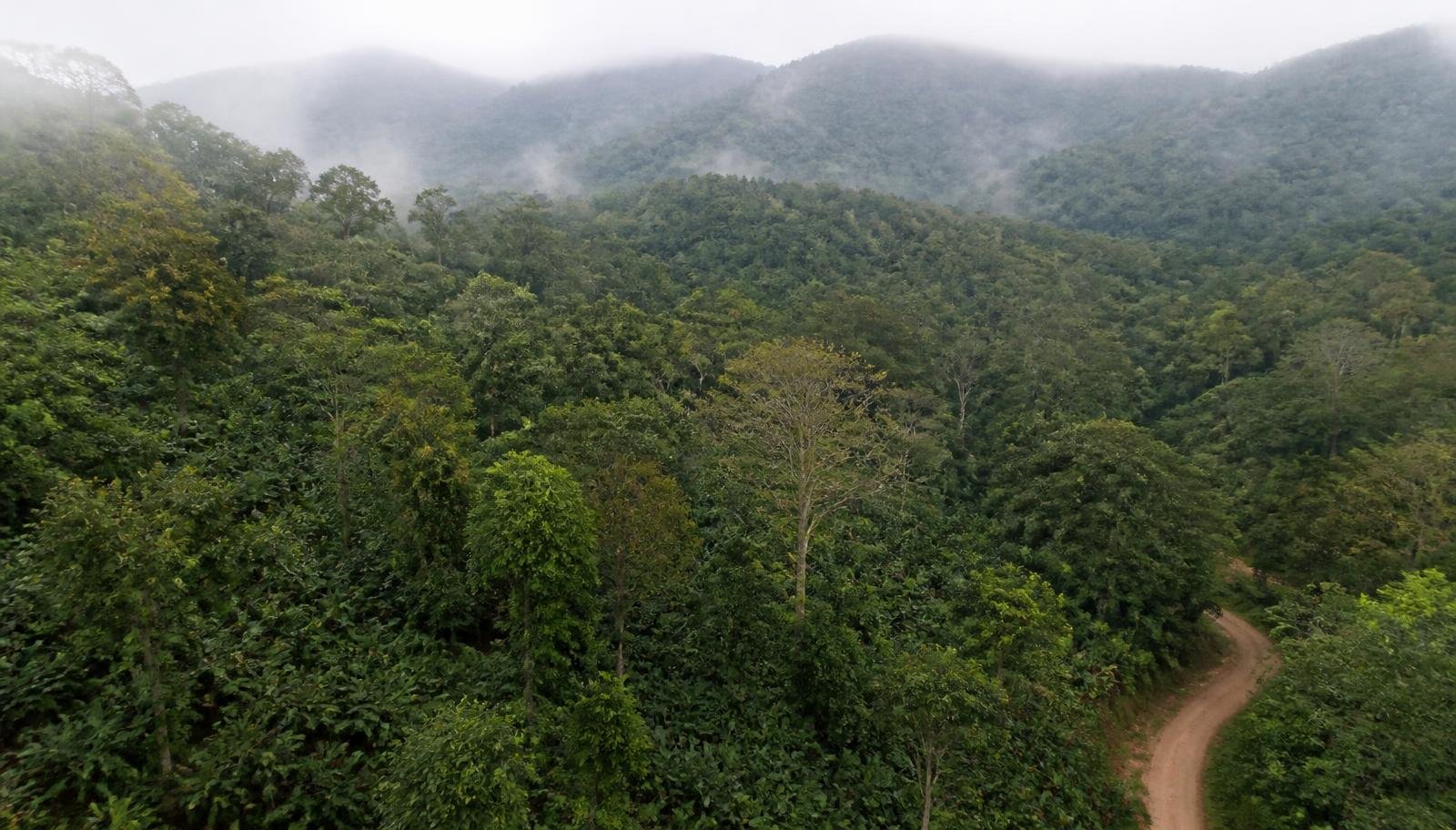 Investir em cacau fino na Bahia: custo por hectare, rentabilidade real e como montar a operação