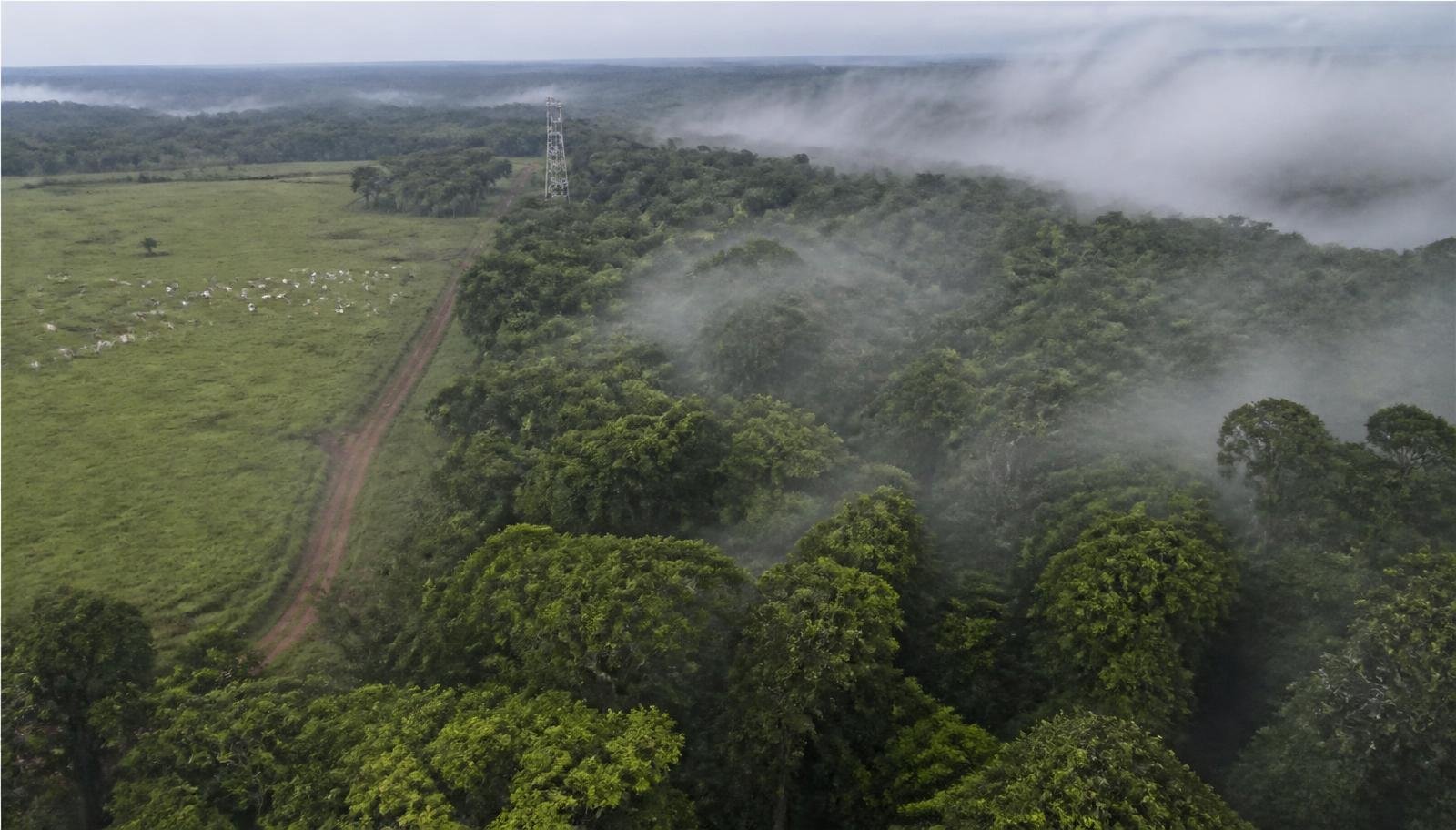 Crédito de carbono na Bahia: como uma fazenda transforma floresta em receita recorrente e o que separa projeto sério de promessa vazia