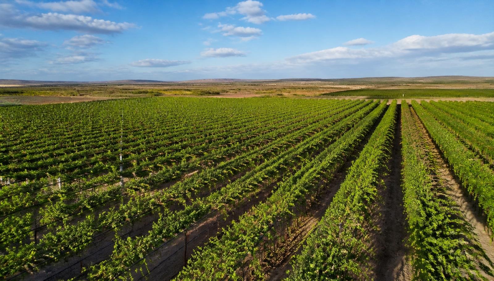Fruticultura irrigada em Petrolina e Juazeiro: como investir no maior polo exportador de frutas do Brasil e capturar retornos em dólar