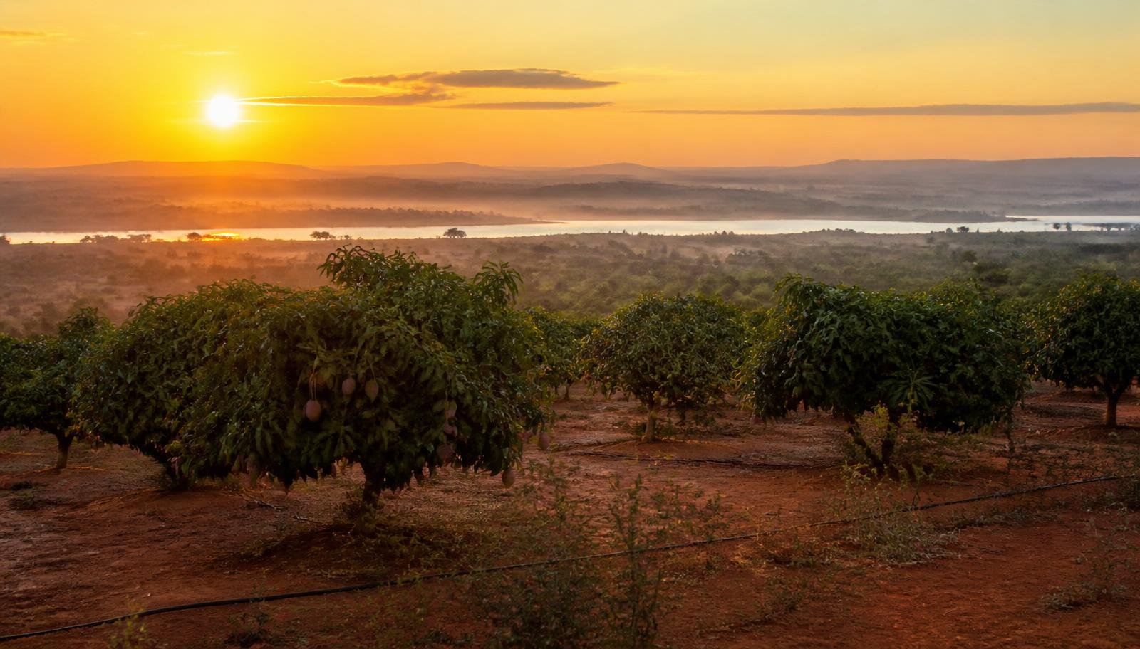Pomar de manga irrigada ao amanhecer no Vale do São Francisco, próximo a Juazeiro, Bahia, com árvores carregadas de frutos, gotejamento em solo vermelho e o rio ao fundo